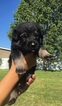 Small Photo #1 German Shepherd Dog Puppy For Sale in HOBBS, NM, USA