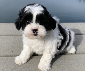 ShihPoo Litter for sale in CAMPBELL HILL, IL, USA