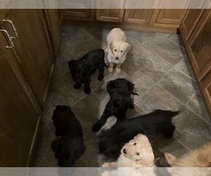 Goldendoodle Litter for sale in NO TONAWANDA, NY, USA