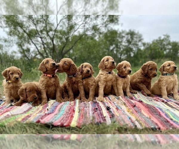 Medium Photo #1 Goldendoodle Puppy For Sale in ABILENE, TX, USA
