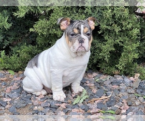 English Bulldog Litter for sale in ARVADA, CO, USA