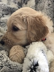 Goldendoodle-Poodle (Standard) Mix Litter for sale in CORNING, CA, USA