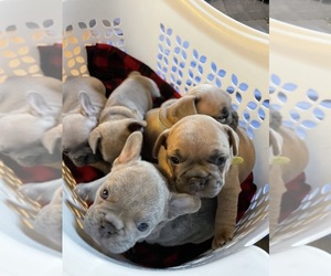 French Bulldog Litter for sale in SACRAMENTO, CA, USA