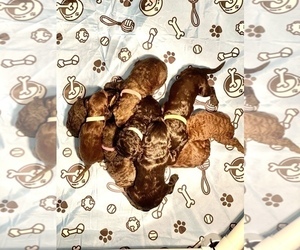 Labradoodle-Poodle (Standard) Mix Litter for sale in SPRINGFIELD, MO, USA
