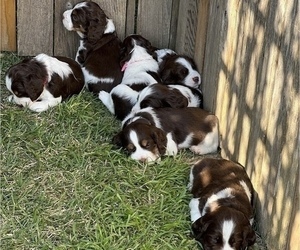 English Springer Spaniel Litter for sale in LIBERTY HILL, TX, USA
