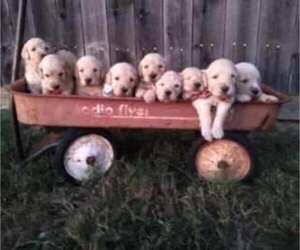 Goldendoodle Litter for sale in CEDAR HILL, TX, USA