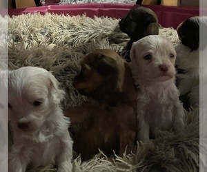 Havanese Litter for sale in CLIFTON PARK, NY, USA