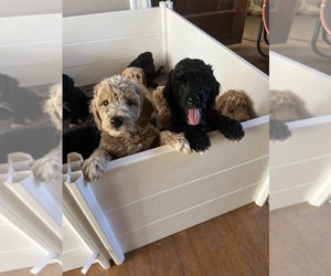 Goldendoodle (Miniature) Litter for sale in FORT VALLEY, GA, USA