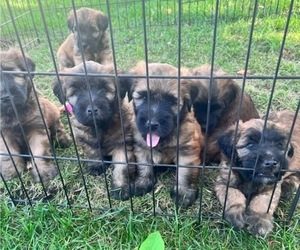 Soft Coated Wheaten Terrier Litter for sale in WARRENVILLE, IL, USA