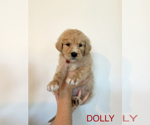 Pyredoodle Litter for sale in SOMERVILLE, TN, USA