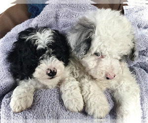 Poodle (Toy) Litter for sale in LUBLIN, WI, USA