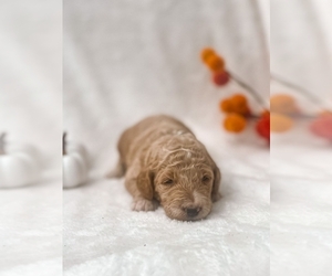 Goldendoodle Litter for sale in GREENVILLE, NC, USA