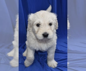Goldendoodle-Unknown Mix Litter for sale in WICHITA, KS, USA