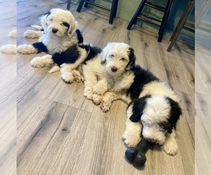 Sheepadoodle Litter for sale in FRANKLIN, IN, USA