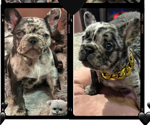 French Bulldog Litter for sale in POLLOCK PINES, CA, USA