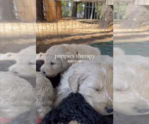 Goldendoodle-Poodle (Standard) Mix Litter for sale in SACRAMENTO, CA, USA