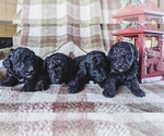 Small Photo #1 Poodle (Miniature) Puppy For Sale in CLARE, MI, USA