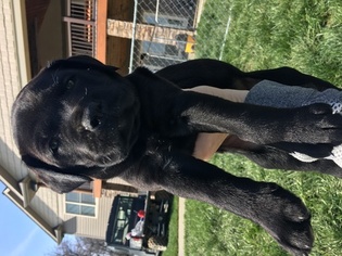Mastador Litter for sale in MONTGOMERY, IN, USA