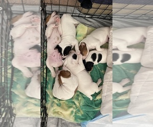 Jack Russell Terrier Litter for sale in PLACERVILLE, CA, USA