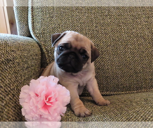 Medium Photo #1 Pug Puppy For Sale in ORRVILLE, OH, USA