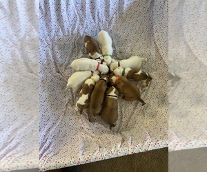 American Staffordshire Terrier-Boxer Mix Litter for sale in WALNUT GROVE, MO, USA