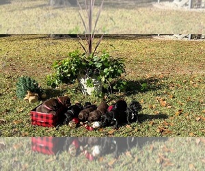 Dalmatian-Labrador Retriever Mix Litter for sale in DUBLIN, GA, USA