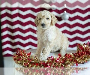 Labradoodle Litter for sale in SUGARCREEK, OH, USA