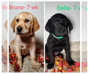 Labrador Retriever Litter for sale in CATO, NY, USA