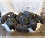 Small Photo #1 Pyredoodle Puppy For Sale in PAYETTE, ID, USA
