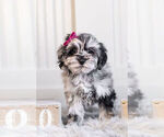 Small Poodle (Toy)-Schnauzer (Miniature) Mix