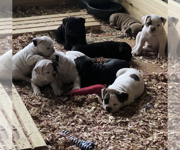 Medium Photo #1 American Bully Puppy For Sale in MIDDLETOWN, OH, USA