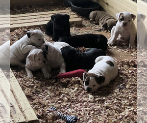 American Bully Litter for sale in MIDDLETOWN, OH, USA