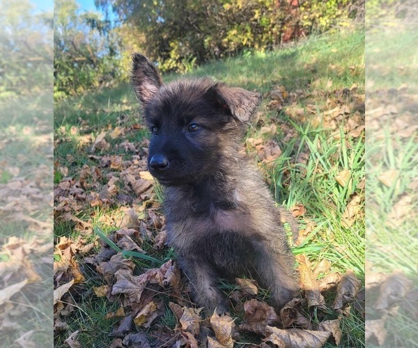 Medium Photo #1 German Shepherd Dog Puppy For Sale in HARRISBURG, PA, USA