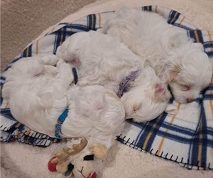 Lhatese-Maltese Mix Litter for sale in POMONA, CA, USA