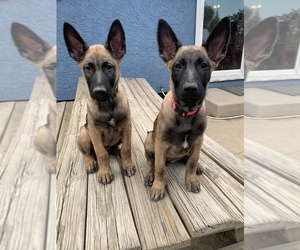 Malinois Litter for sale in COLORADO SPRINGS, CO, USA