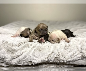 French Bulldog Litter for sale in FRESNO, CA, USA