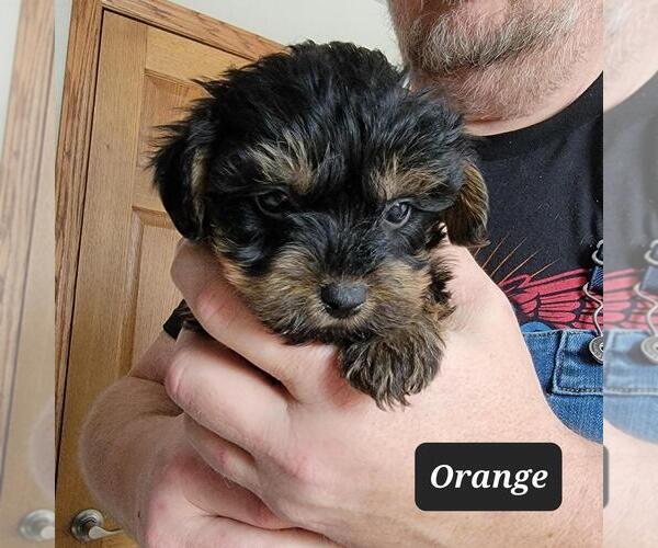 Full screen Photo #1 YorkiePoo Puppy For Sale in BERESFORD, SD, USA