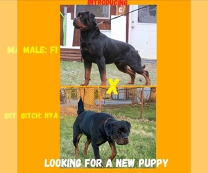 Rottweiler Litter for sale in TOLEDO, OH, USA