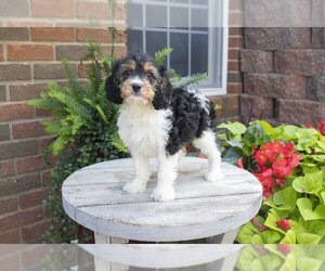 Medium Cavapoo