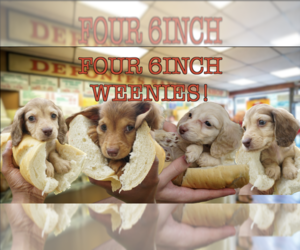 Dachshund Litter for sale in ROSWELL, GA, USA