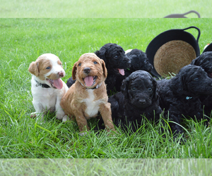 Australian Labradoodle Litter for sale in COLORADO SPRINGS, CO, USA