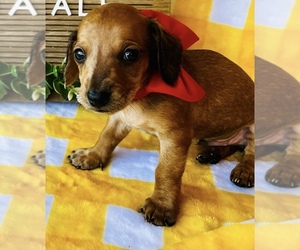Dachshund Litter for sale in LEWISVILLE, TX, USA