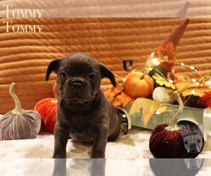French Bulldog Litter for sale in WHITEWATER, CO, USA
