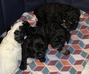 Cockapoo Litter for sale in BISHOPVILLE, SC, USA
