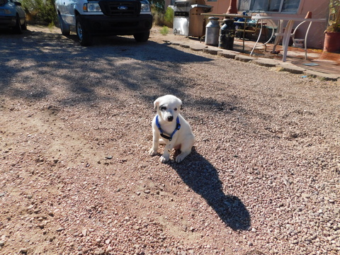 Medium Photo #1 Border Collie Puppy For Sale in GREEN VALLEY, AZ, USA