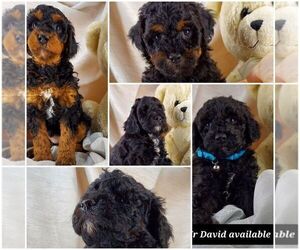 Poodle (Miniature) Litter for sale in EDGEMONT, SD, USA