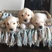 Small Photo #1 Goldendoodle Puppy For Sale in FRISCO, TX, USA