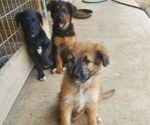Shepadoodle Litter for sale in REEDS, MO, USA
