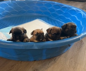 French Bulldog Litter for sale in QUINCY, IL, USA