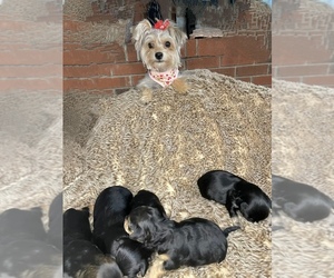 Yorkshire Terrier Litter for sale in DAYTON, OH, USA